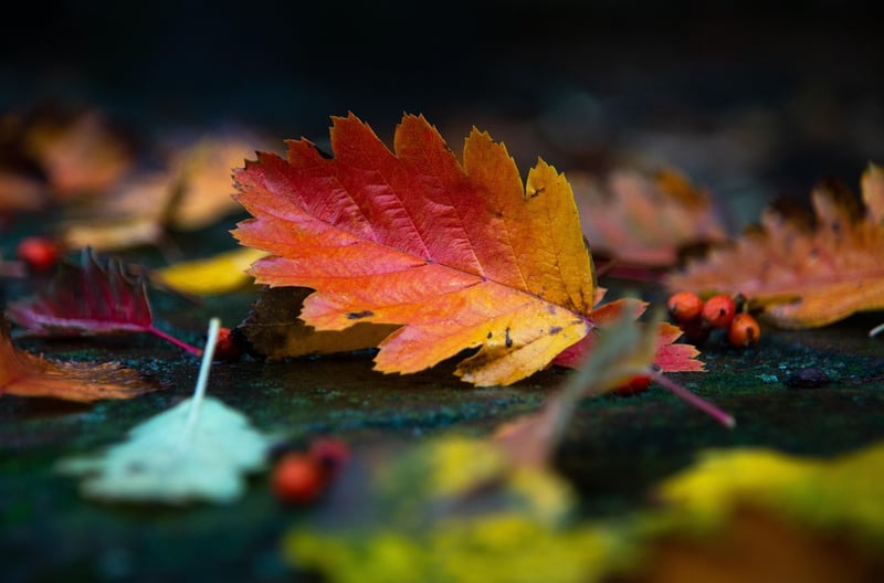Practicing gratitude in nature